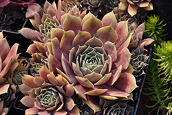 Silverine Hens And Chicks (Sempervivum 'Silverine') at Lakeshore Garden Centres
