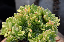 Chick Charms Sugar Shimmer Hens And Chicks (Sempervivum 'Sugar Shimmer') at Peter Knippel Garden Centre