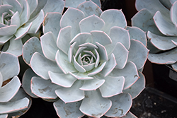Canadian Echeveria (Echeveria 'Canadian') at Lakeshore Garden Centres