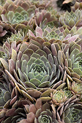 Chick Charms Plum Parfait Hens And Chicks (Sempervivum 'Plum Parfait') at Lakeshore Garden Centres