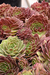 Chick Charms Cherry Berry Hens And Chicks (Sempervivum 'Cherry Berry') at Lakeshore Garden Centres