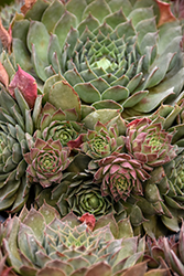 Chick Charms Watermelon Ripple Hens And Chicks (Sempervivum 'Watermelon Ripple') at Lakeshore Garden Centres