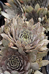 Chick Charms Grape Galaxy Hens And Chicks (Sempervivum 'Grape Galaxy') at A Very Successful Garden Center