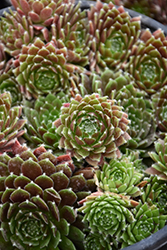 Chick Charms Cinnamon Starburst Hens And Chicks (Sempervivum 'Cinnamon Starburst') at Lakeshore Garden Centres