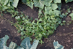 Cucamelon (Melothria scabra) at Golden Acre Home & Garden