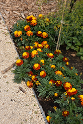 Super Hero Spry Marigold (Tagetes patula 'Super Hero Spry') at Lakeshore Garden Centres