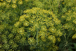 Dukat Dill (Anethum graveolens 'Dukat') at Lakeshore Garden Centres