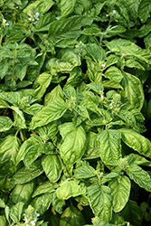 Mammoth Basil (Ocimum basilicum 'Mammoth') at Lakeshore Garden Centres