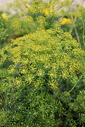 Dill (Anethum graveolens) at Mainescape Nursery