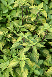 Java Tea (Orthosiphon aristatus) at Lakeshore Garden Centres