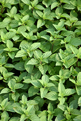 Ginger Mint (Mentha x gracilis) at Lakeshore Garden Centres