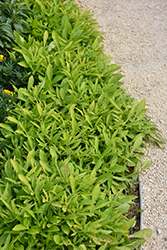 Spotlight Lime Sweet Potato Vine (Ipomoea batatas 'Balspotime') at Lakeshore Garden Centres