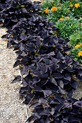 Spotlight Black Heart Sweet Potato Vine (Ipomoea batatas 'Balspotbart') at Lakeshore Garden Centres