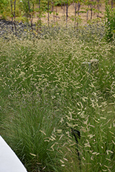 Blue Grama (Bouteloua gracilis) at Green Thumb Garden Centre