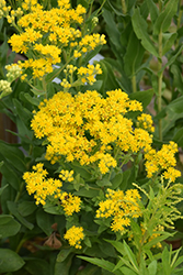 Golden Rockets Goldenrod (Solidago rigida 'Golden Rockets') at Lakeshore Garden Centres