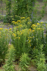 Stiff Goldenrod (Solidago rigida) at Lakeshore Garden Centres