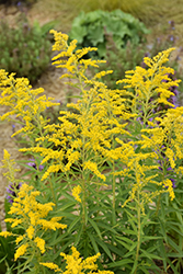 Canadian Goldenrod (Solidago canadensis) at Lakeshore Garden Centres