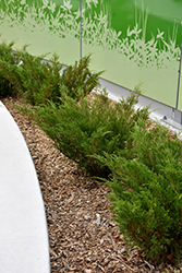 Savin Juniper (Juniperus sabina) at Peter Knippel Garden Centre
