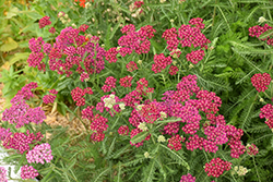 Cerise Queen Yarrow (Achillea millefolium 'Cerise Queen') at Lakeshore Garden Centres