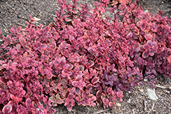 Sunsparkler Wildfire Stonecrop (Sedum 'Wildfire') at A Very Successful Garden Center