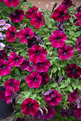Sweetunia Johnny Flame Petunia (Petunia 'Sweetunia Johnny Flame') at Lakeshore Garden Centres
