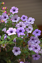 Headliner Crystal Sky Petunia (Petunia 'KLEPH20411') at Lakeshore Garden Centres