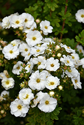 Morden Snow Potentilla (Potentilla fruticosa 'Morden Snow') at Lakeshore Garden Centres