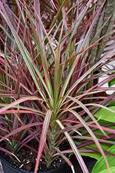 Colorama Dracaena (Dracaena marginata 'Colorama') at Golden Acre Home & Garden