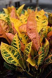 Petra Variegated Croton (Codiaeum variegatum 'Petra') at Lakeshore Garden Centres