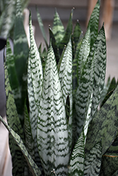 Snake Plant (Sansevieria trifasciata) at Golden Acre Home & Garden