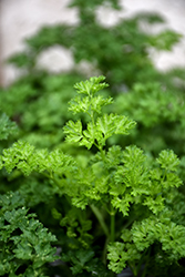 Favorit Parsley (Petroselinum crispum 'Favorit') at Lakeshore Garden Centres