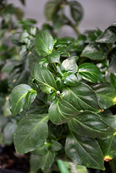 Mushroom Plant (Rungia klossii) at Lakeshore Garden Centres