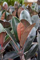 Burgundy Rubber Tree (Ficus elastica 'Burgundy') at Lakeshore Garden Centres