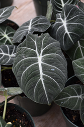 Mythic Black Velvet Jewel Alocasia (Alocasia reginula 'Black Velvet') at Golden Acre Home & Garden