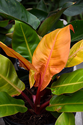 Prismacolor Prince of Orange Philodendron (Philodendron 'Prince of Orange') at Golden Acre Home & Garden