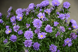 Henry I Purple Aster (Symphyotrichum novi-belgii 'Henry I Purple') at Lakeshore Garden Centres