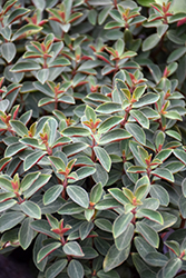 Red Log Peperomia (Peperomia verticillata 'Red Log') at Golden Acre Home & Garden