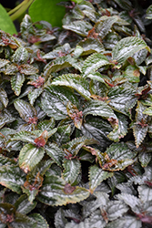 Ellen Silver Plated Pilea (Pilea cadierei 'Ellen') at Lakeshore Garden Centres