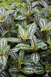 Aluminum Plant (Pilea cadierei) at Lakeshore Garden Centres