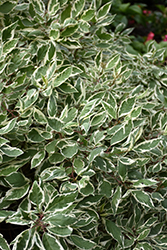 Argenteo Marginata Dogwood (Cornus alba 'Argenteo Marginata') at Lakeshore Garden Centres