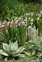 Abyssinian Gladiolus (Gladiolus murielae) at Lakeshore Garden Centres