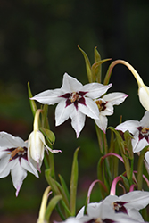 Abyssinian Gladiolus (Gladiolus murielae) at Lakeshore Garden Centres