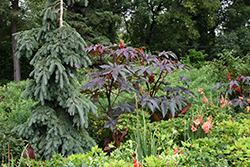 Castor Bean (Ricinus communis) at Lakeshore Garden Centres