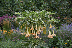Snowbank Angel's Trumpet (Brugmansia 'Snowbank') at Lakeshore Garden Centres