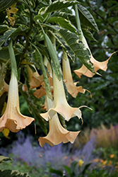 Snowbank Angel's Trumpet (Brugmansia 'Snowbank') at Lakeshore Garden Centres