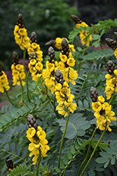Popcorn Cassia (Senna didymobotrya) at Lakeshore Garden Centres