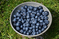 Woodard Rabbiteye Blueberry (Vaccinium ashei 'Woodard') at Lakeshore Garden Centres
