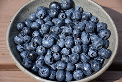 Tifblue Rabbiteye Blueberry (Vaccinium ashei 'Tifblue') at Lakeshore Garden Centres