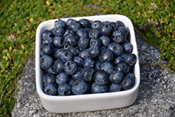 Climax Rabbiteye Blueberry (Vaccinium ashei 'Climax') at Lakeshore Garden Centres