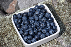 Premier Rabbiteye Blueberry (Vaccinium ashei 'Premier') at Lakeshore Garden Centres